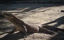 Du khách bị rồng Komodo đớp vào chân