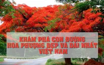 Khám phá con đường hoa phượng đẹp và dài nhất Việt Nam