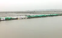 TT-Huế: Nhiều đê bao hư hỏng nặng, hơn 1.300ha lúa ngập úng