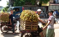 Quả vải ngoài liên kết: Giá rẻ vẫn khó bán