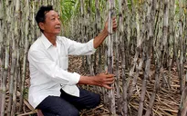 Nông dân trồng mía ở Hậu Giang lo lắng vì nước lên sớm