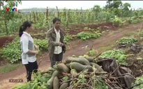 Đổ xô trồng bí, nông dân Chư Sê trận "trái đắng" vì doanh nghiệp bỏ của chạy lấy người