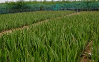 Nông dân trồng nha đam ở Ninh Thuận bấp bênh đầu ra sản phẩm