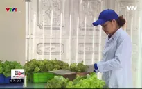 Trồng rau thủy canh: Mô hình có thực sự sạch?