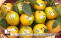 Hấp dẫn Lễ hội cam Cao Phong tại Hòa Bình