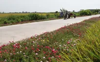 Đặt tên cho đường làng - Cách làm mới ở vùng nông thôn Bình Định