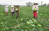 Nghệ An xây dựng gần 280 mô hình kinh tế trong nông nghiệp