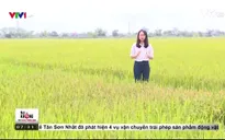Câu chuyện theo đuổi gạo sạch của một doanh nghiệp tại Nam Định
