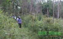 Đăk Nông "mất trắng" 121ha rừng theo Quyết định 147