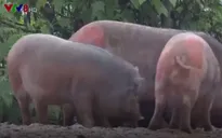 Heo rừng lai nuôi thả rong ngay lòng thành phố Đà Lạt gây bức xúc