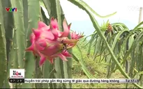 Có hay không thanh long "trái miền" bơm chất kích thích ở Vĩnh Phúc?