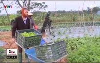 Hiệu quả từ mô hình xen canh rau hữu cơ thuận theo tự nhiên