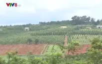 Dự án ổn định dân di cư tự do tại Đắk Nông chưa hiệu quả