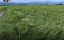 Nhiều diện tích lúa Nam Trung Bộ bị gãy, đổ do mưa lớn