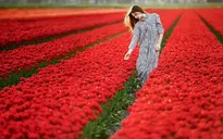 Người yêu hoa nhất định không thể bỏ qua những điểm du lịch này!