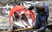 Rào cản trên đường đi của cá da trơn