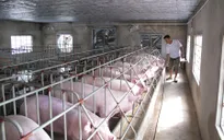 Giá lợn hơi giảm mạnh, các hộ chăn nuôi lao đao