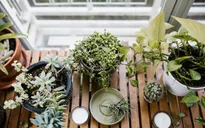 Căn nhà nổi bật với những mảng xanh của cặp đôi yêu thiên nhiên