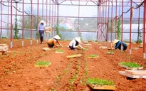 Được mùa không lo rớt giá nhờ liên kết sản xuất