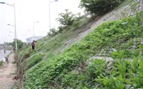 Muôn kiểu trồng rau “không đụng hàng” của "nông dân phố"