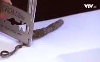 Cách phân biệt đông trùng hạ thảo thật - giả