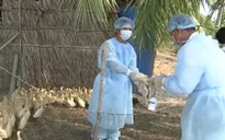 Phát hiện ổ dịch cúm A/H5N1 trên đàn gia cầm tại Bạc Liêu