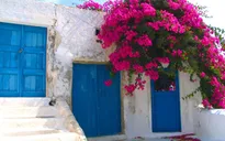 Sắc hồng hoa giấy tô điểm vẻ đẹp của Santorini