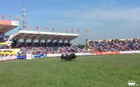Chọi trâu ở Đồ Sơn - Nên dừng hay không?