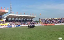 Một số hình ảnh tại Lễ hội chọi trâu Đồ Sơn 2017