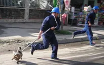Hôm nay, quy định bắt chó thả rông có hiệu lực