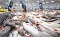 Giá cá tra nguyên liệu vẫn ở mức cao