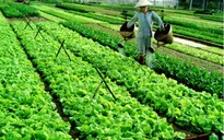 Quảng Trị: Ký cam kết phát triển nông nghiệp sạch
