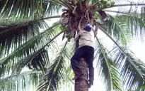 Người đàn ông 50 năm mưu sinh bằng nghề trèo dừa