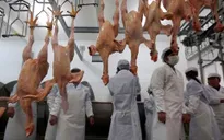 Trung Quốc điều tra chống bán phá giá thịt gà Brazil