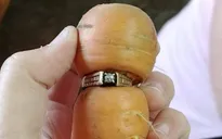 Tìm thấy nhẫn kim cương trên củ cà rốt sau... 13 năm