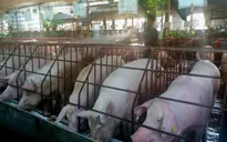 Đề án truy xuất nguồn gốc thịt lợn khó triển khai