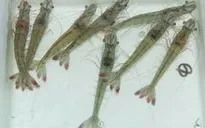 Lỗ hổng trong quản lý chất lượng tôm giống