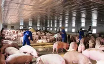 Ngân hàng chính sách Hà Tĩnh hỗ trợ người chăn nuôi lợn