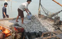Bảo vệ nguồn lợi thủy sản từ chủ trương cấm khai thác cá linh non