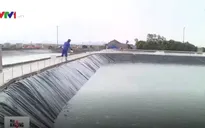 Quy trình nghiêm ngặt nuôi tôm sạch ở Quảng Ninh
