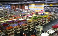 Đến thăm sàn đấu giá hoa Amsterdam, Hà Lan
