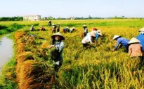 Mô hình HTX kiểu mới trong nông nghiệp (17h25, ngày 24/2, VTV1)