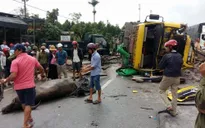 Lật xe chở trâu gây ách tắc QL1 đoạn qua tỉnh Quảng Bình