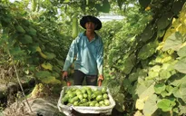 Chuyển đổi hướng sản xuất nông nghiệp ở Tây Ninh