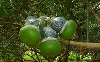 Bưởi tạo hình - Cung không đủ cầu