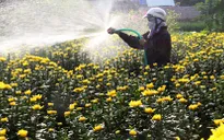Nghịch lý hoa Tết giá cao, nhà vườn vẫn lỗ