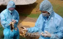 Bạc Liêu khống chế thành công dịch cúm gia cầm