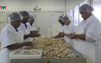 Phát triển mạnh nuôi bào ngư tại Nam Phi