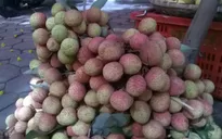 Bắc Giang bảo quản vải bằng màng bao gói khí quyển biến đổi
