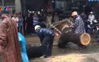Ảnh hưởng bão số 12, gió quật đổ nhiều bảng hiệu, cây cối ở Đà Nẵng